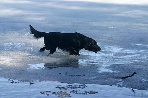 Flippe on the ice