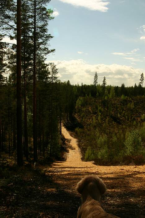 Forest and a downhill road